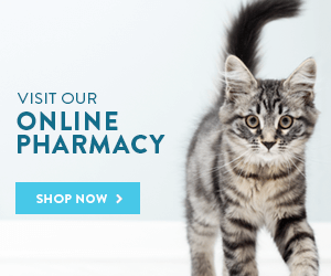 kitten online shopping