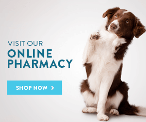 dog online shopping