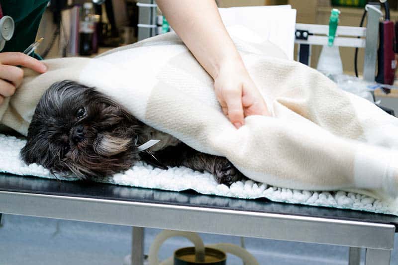 A terrier being comforted with a blanket to calm them down A terrier being comforted with a blanket to calm them down