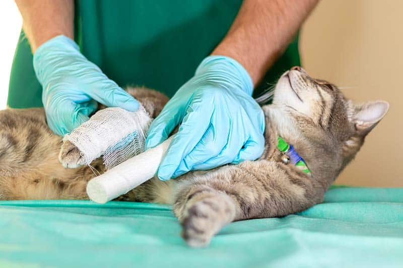 A cat having a limb treated A cat having a limb treated