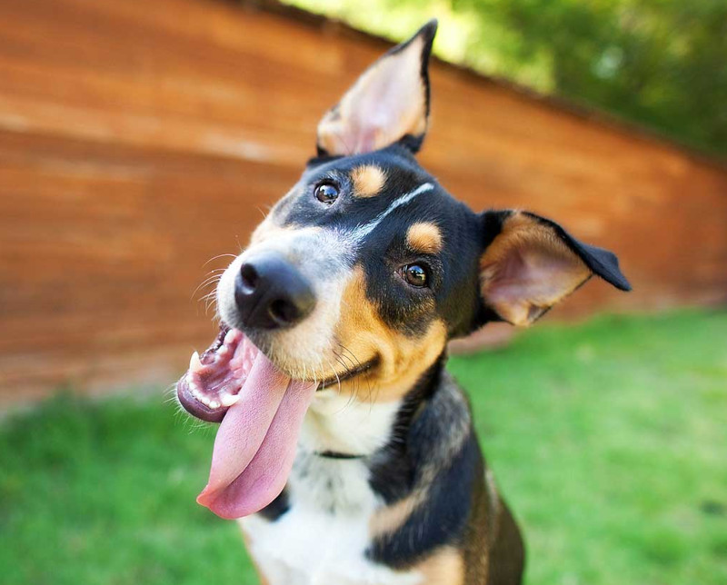 Happy dog in grass field