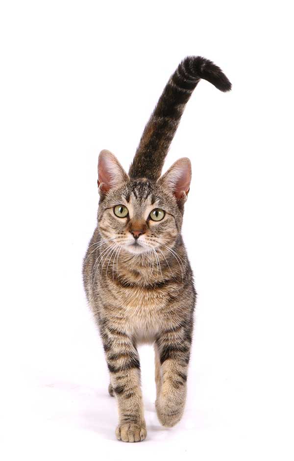 A cat with its tail up A cat with its tail up