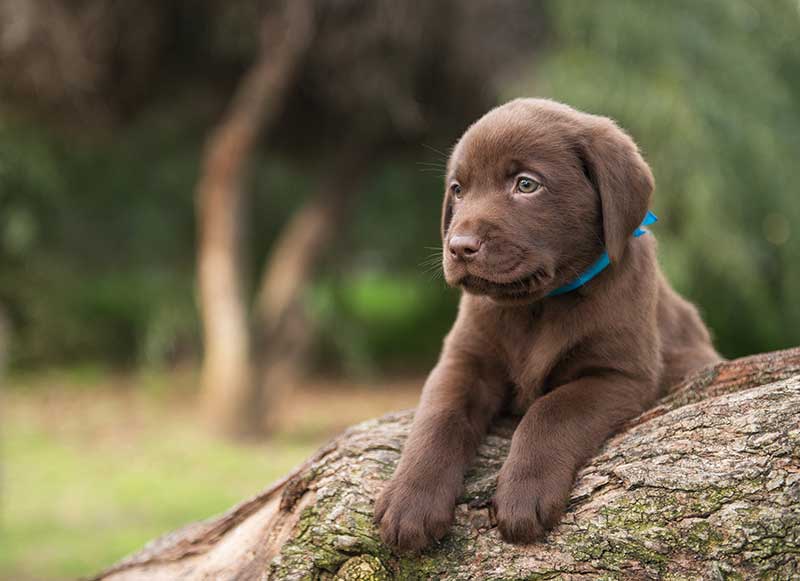 A puppy on a log A puppy on a log