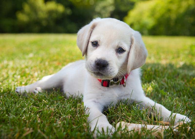 A puppy in a lawn