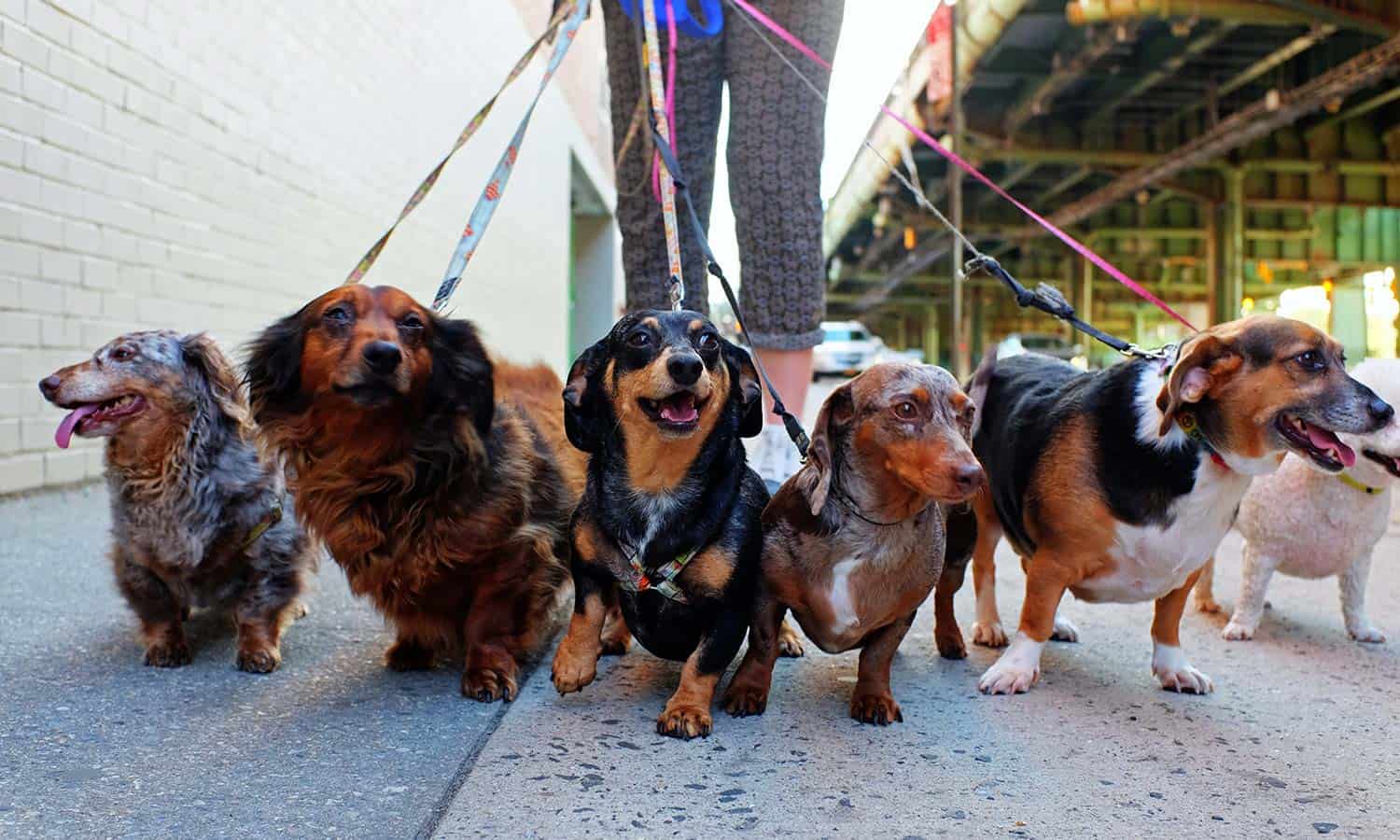 A pack of dogs out for a walk