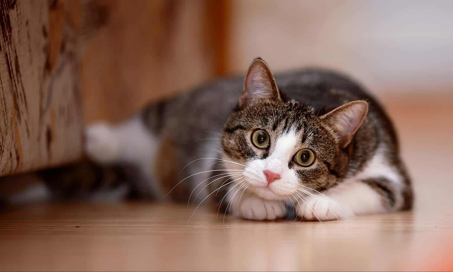 A cat looking excitable