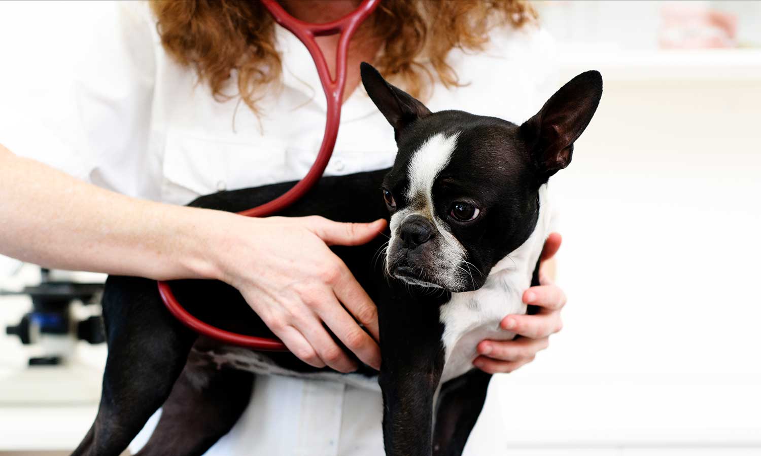 A Boston terrier being examined