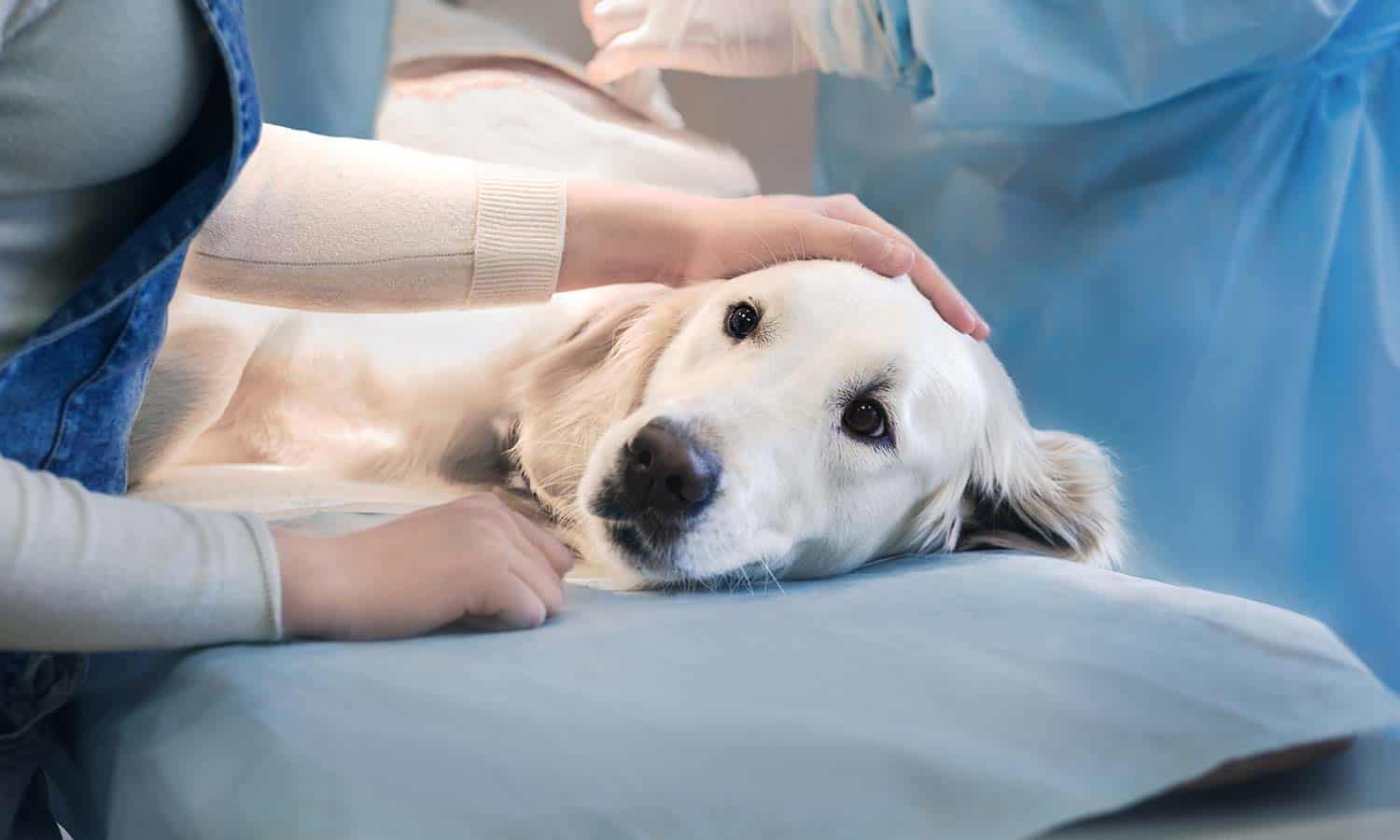 A dog being treated