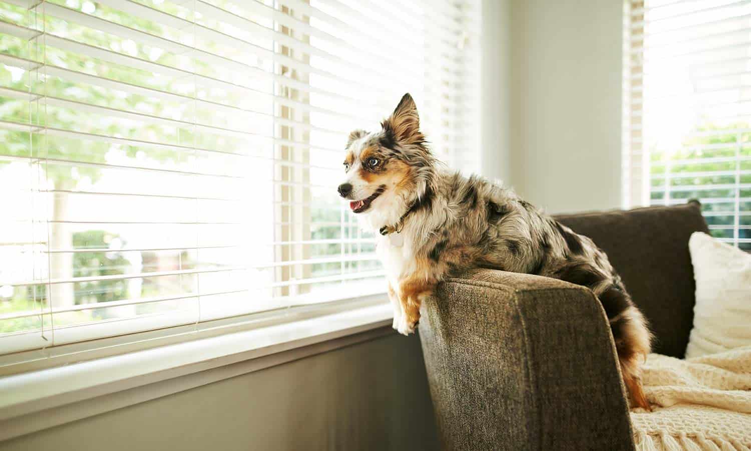 Dog sitting on a chair