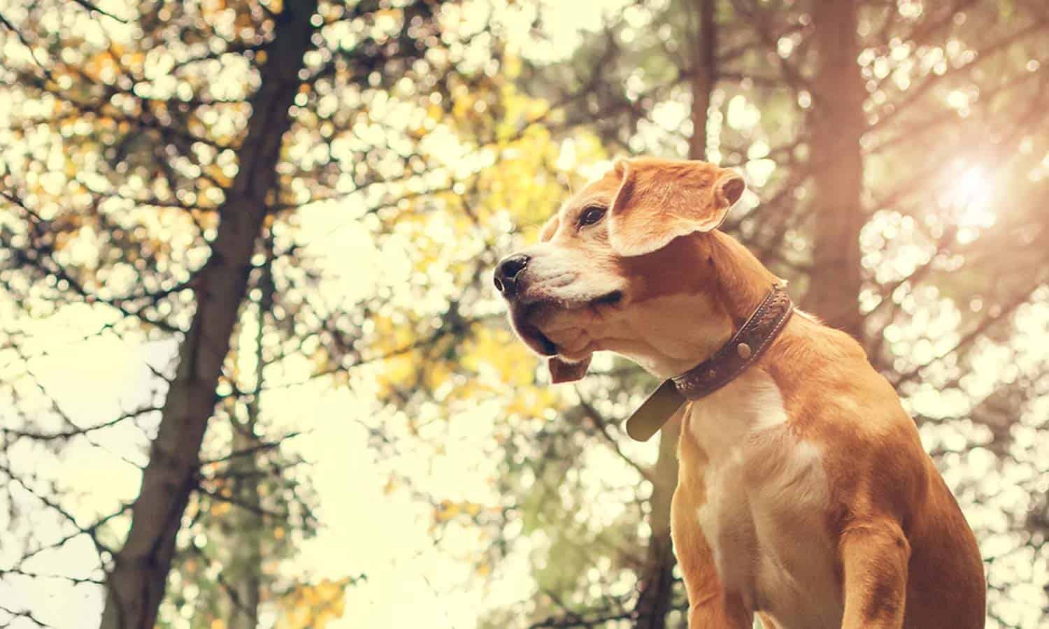 A dog standing on a rock