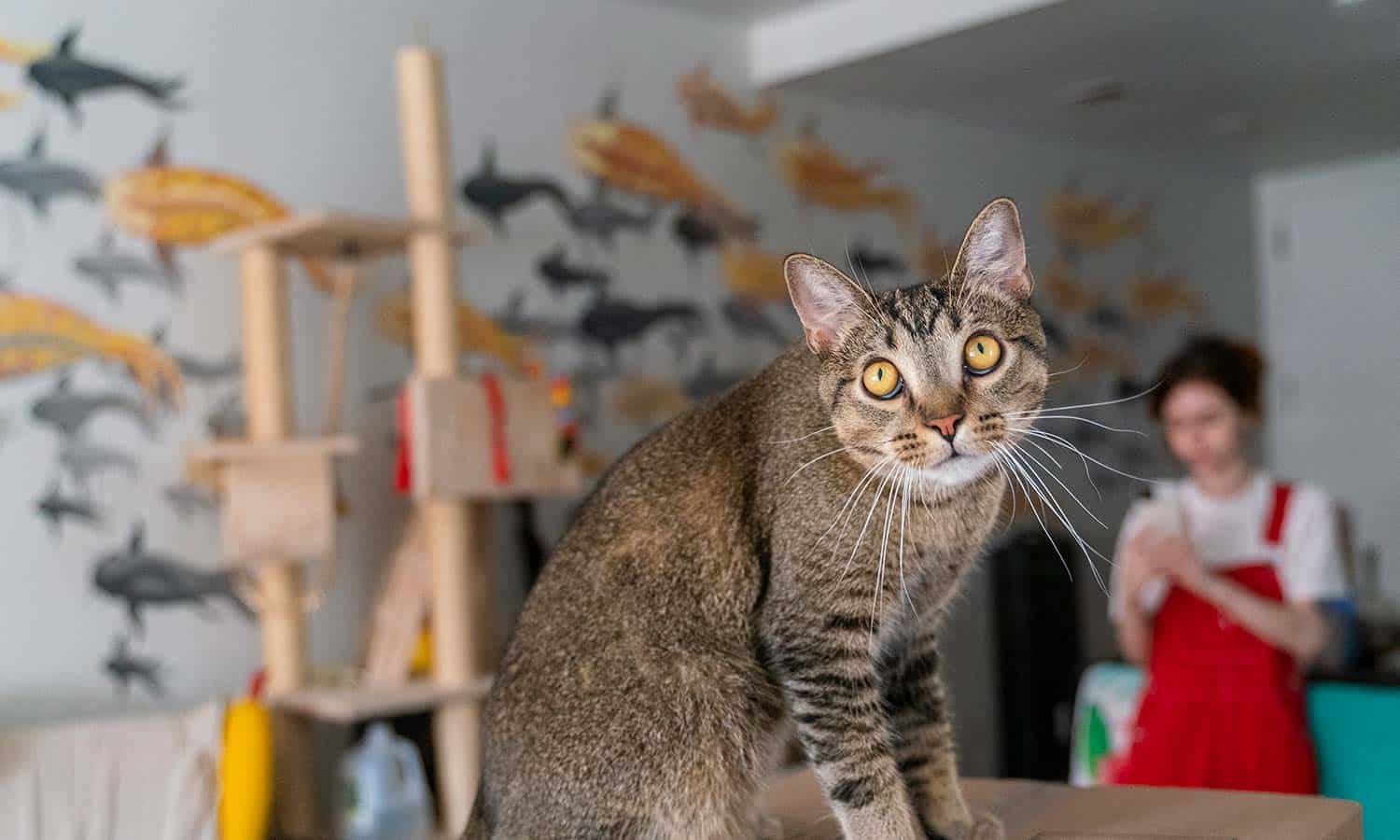 A cat in front of a colorful backdrop