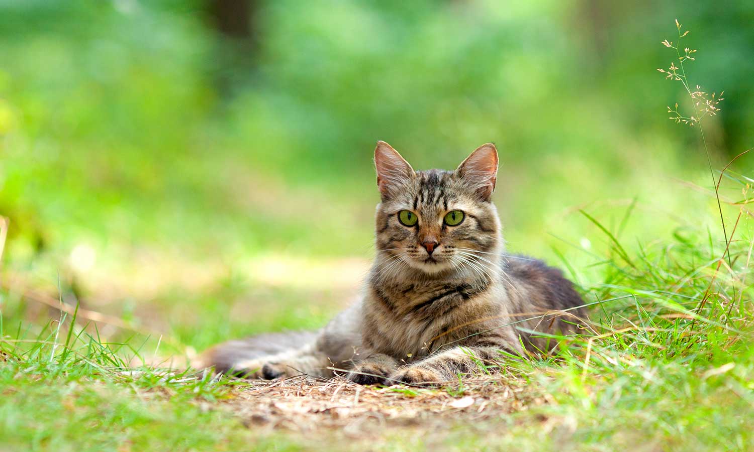 A cat laying in the grass