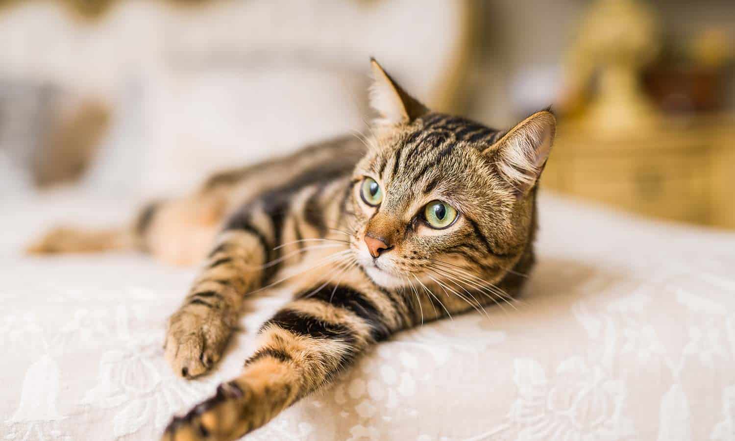 A cat laying on a bed
