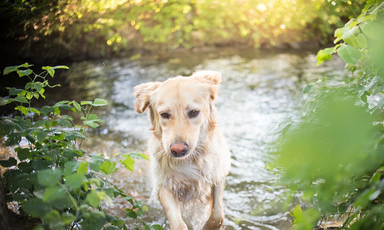 A golden retriever running through a stream