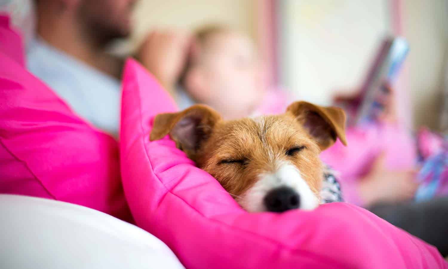 A pup cuddling with a pillow