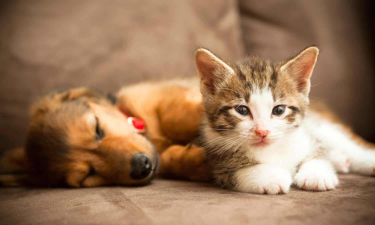 A kitten and puppy